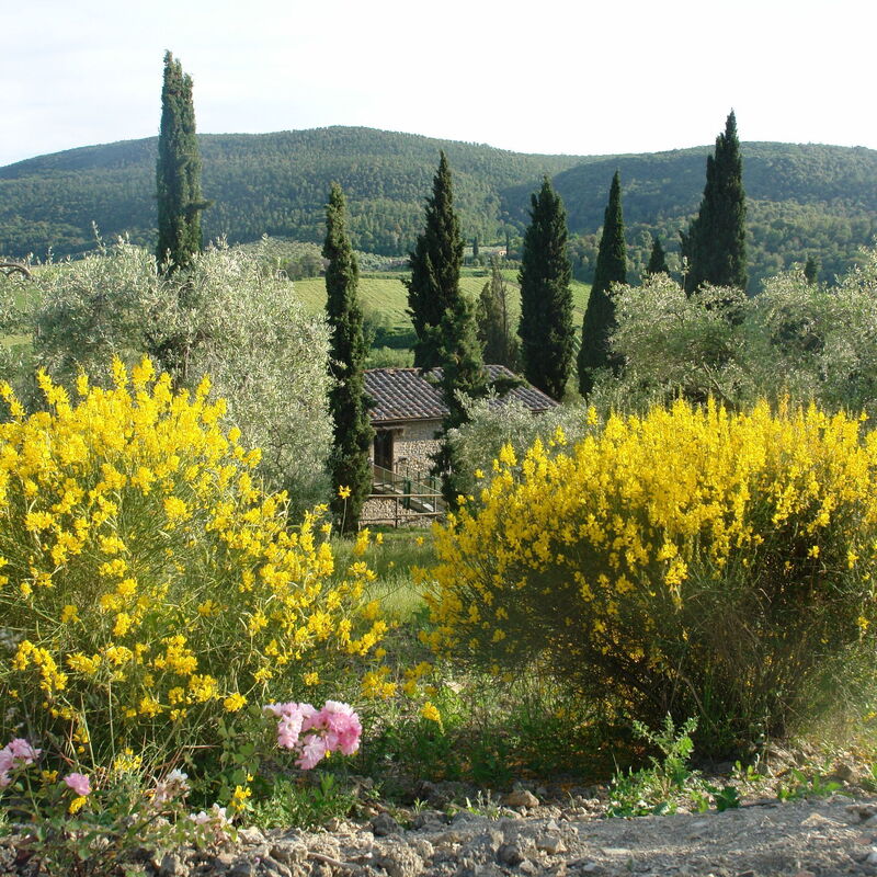 Tenuta Le Sodole